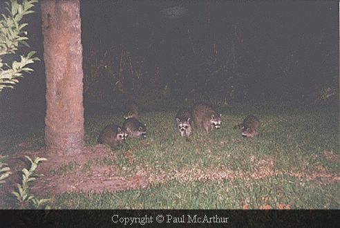 raccoon1.jpg