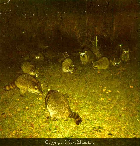 raccoon910218.jpg