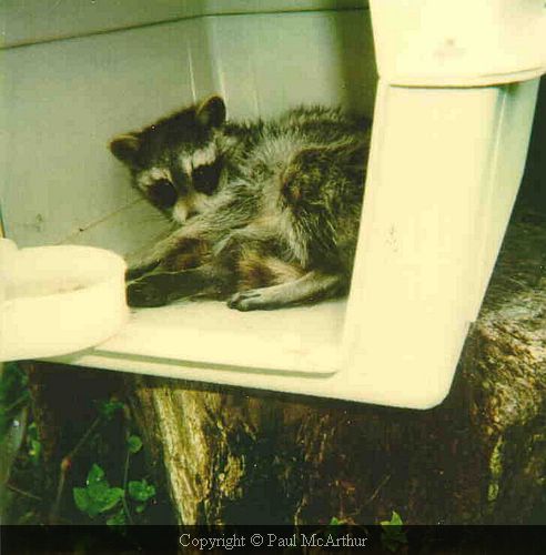 raccoon9104.jpg