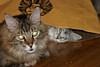 IMG_1511.JPG