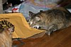 IMG_1516.JPG