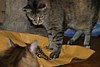 IMG_1518.JPG