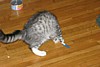 IMG_1529.JPG