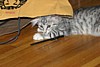 IMG_1542.JPG