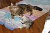 IMG_1553.JPG